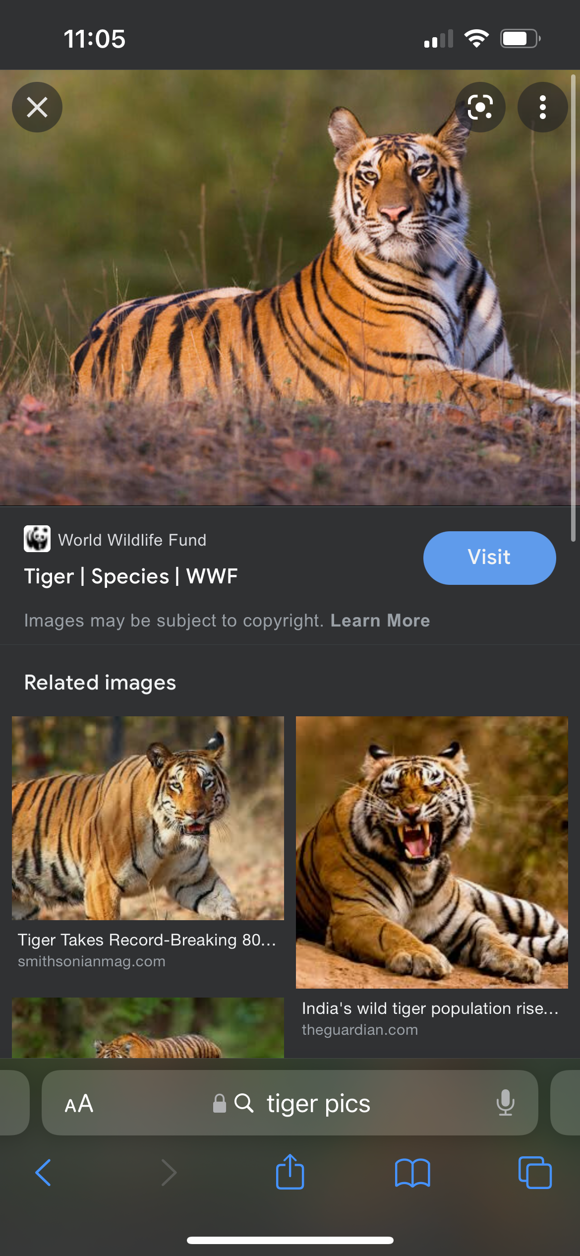 Art Practice – Tiger